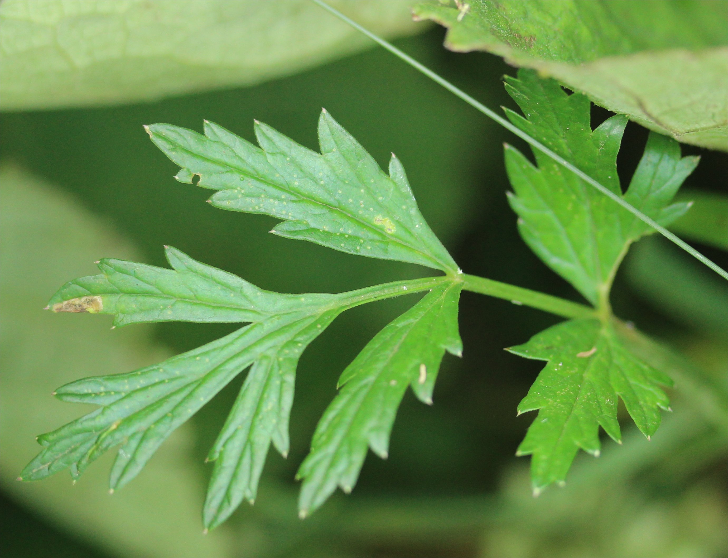 pimpinella major