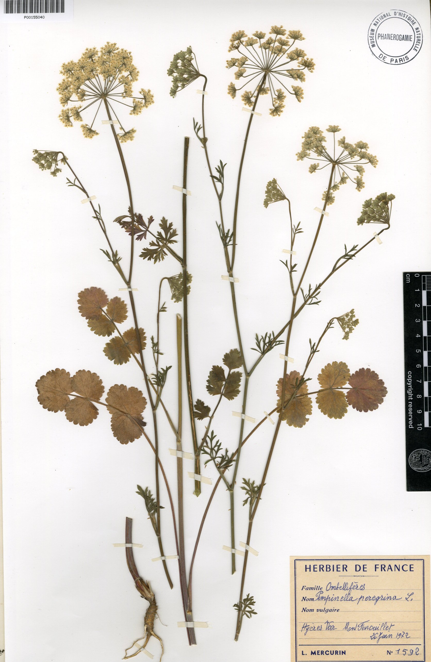 pimpinella peregrina