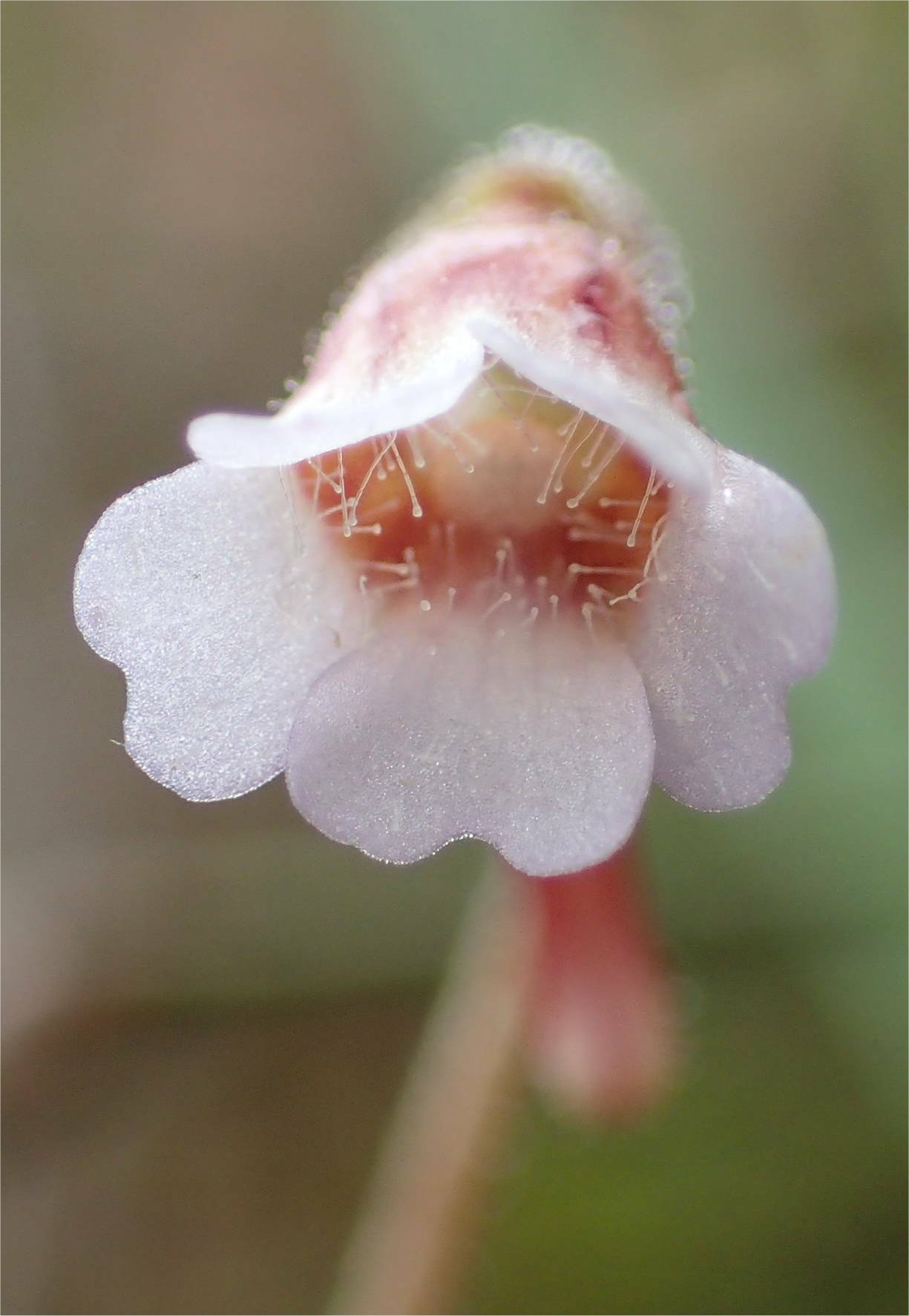 Pinguicula lusitanicapinguicula lusitanica