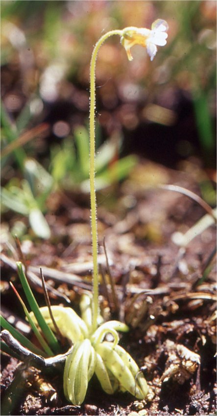 Pinguicula lusitanicapinguicula lusitanica