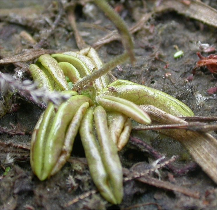 Pinguicula lusitanicapinguicula lusitanica