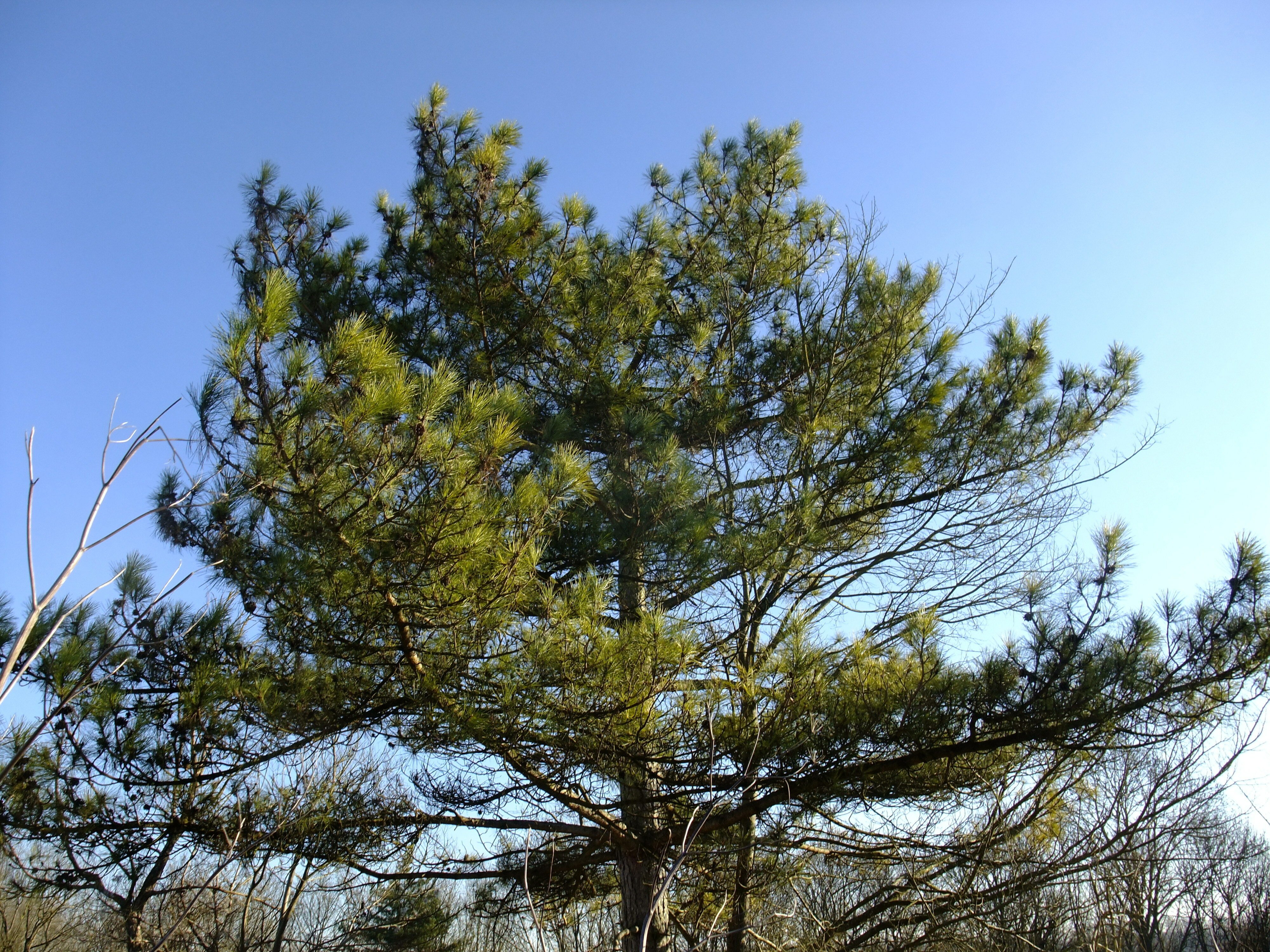 pinus nigra