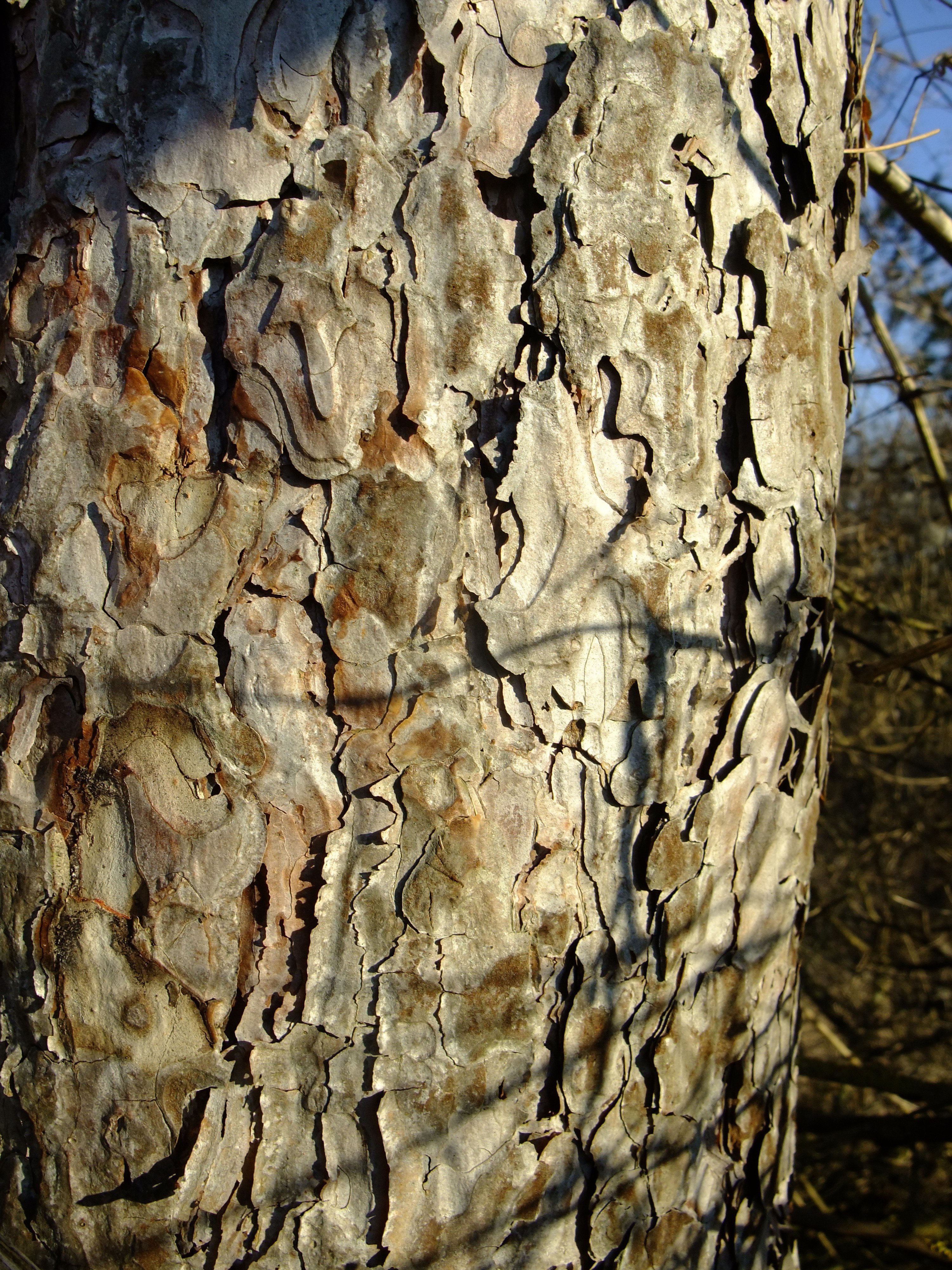 pinus nigra