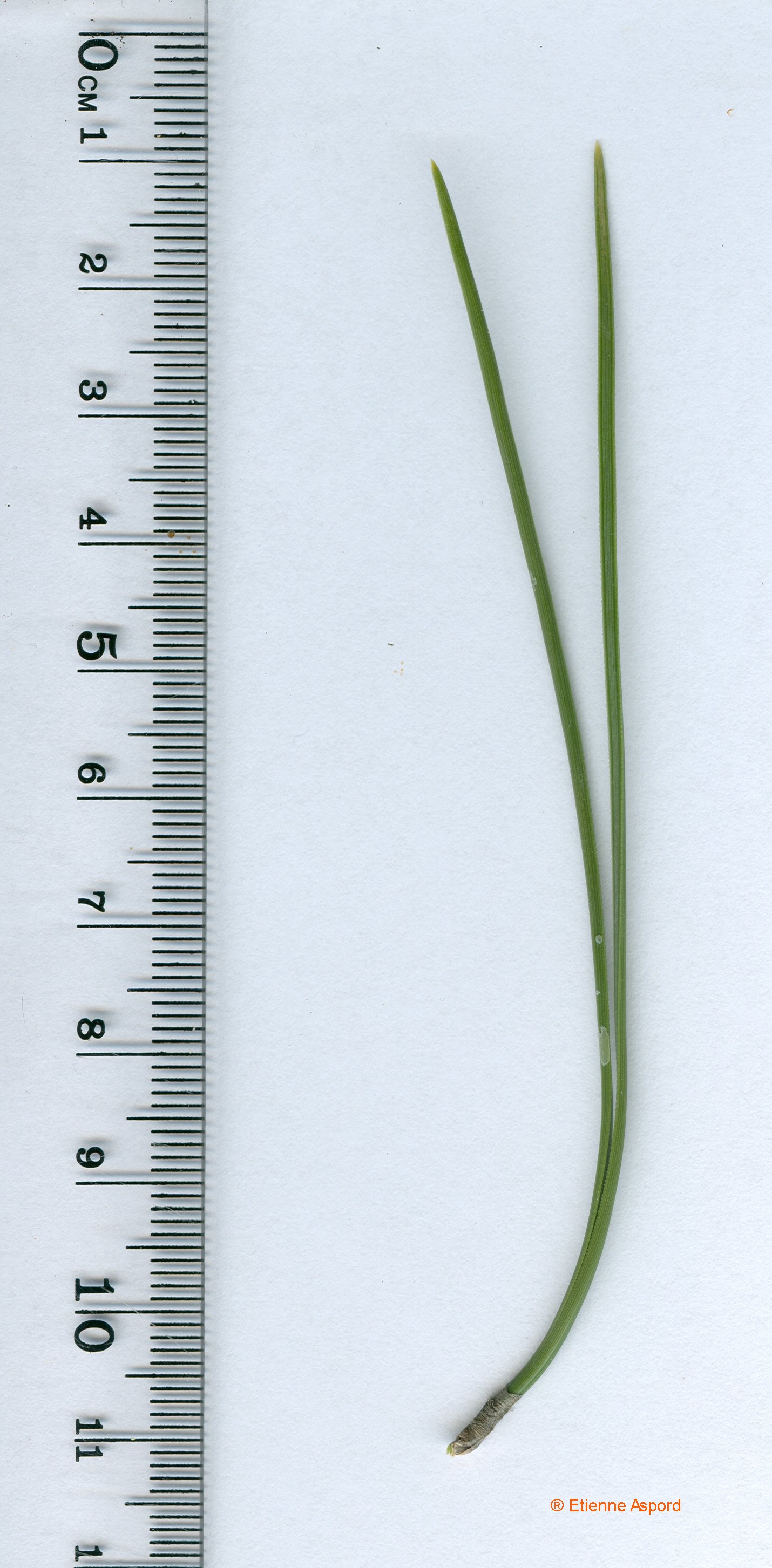 pinus pinaster