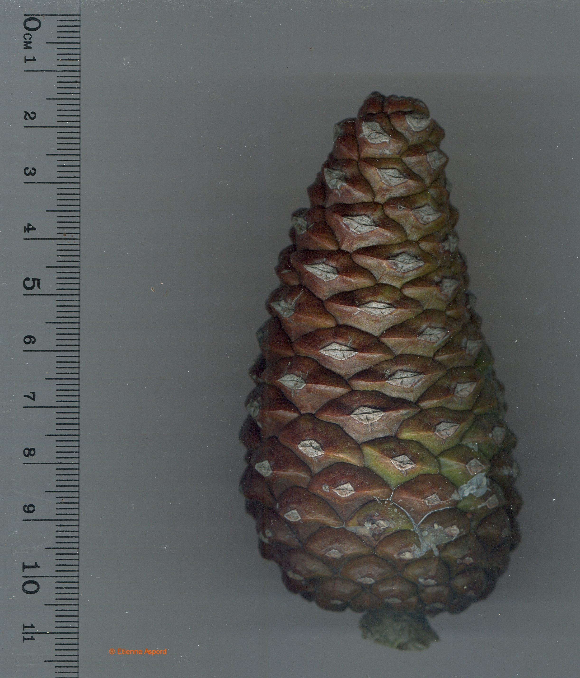 pinus pinaster