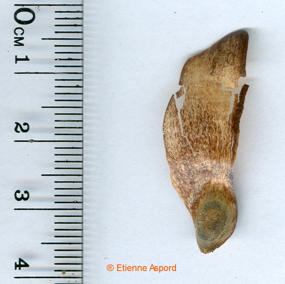 pinus pinaster