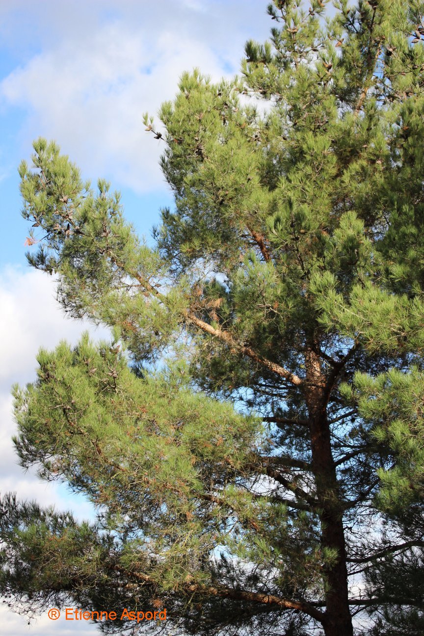 pinus pinaster