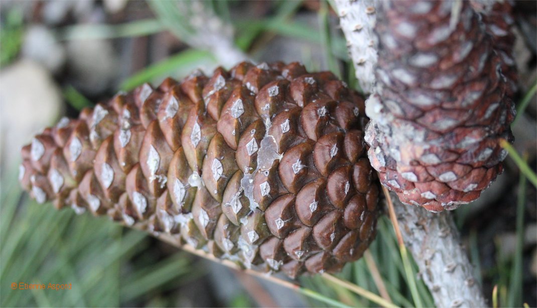 pinus pinaster