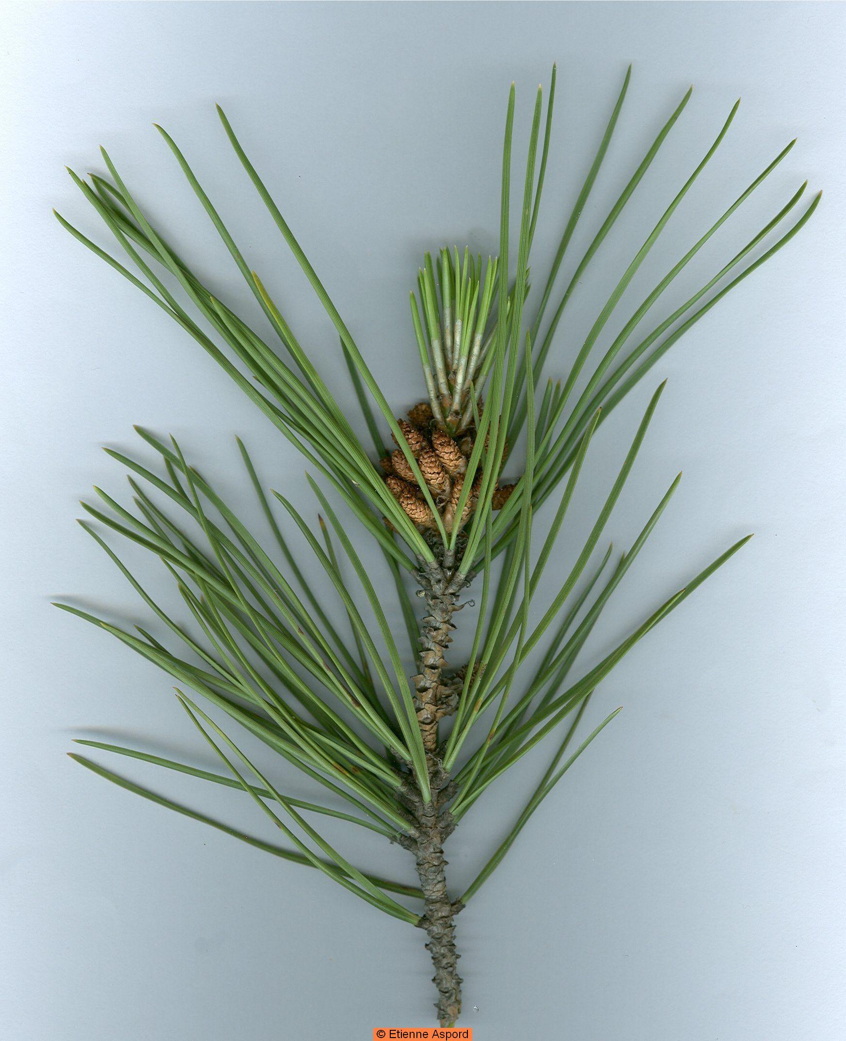 pinus pinea