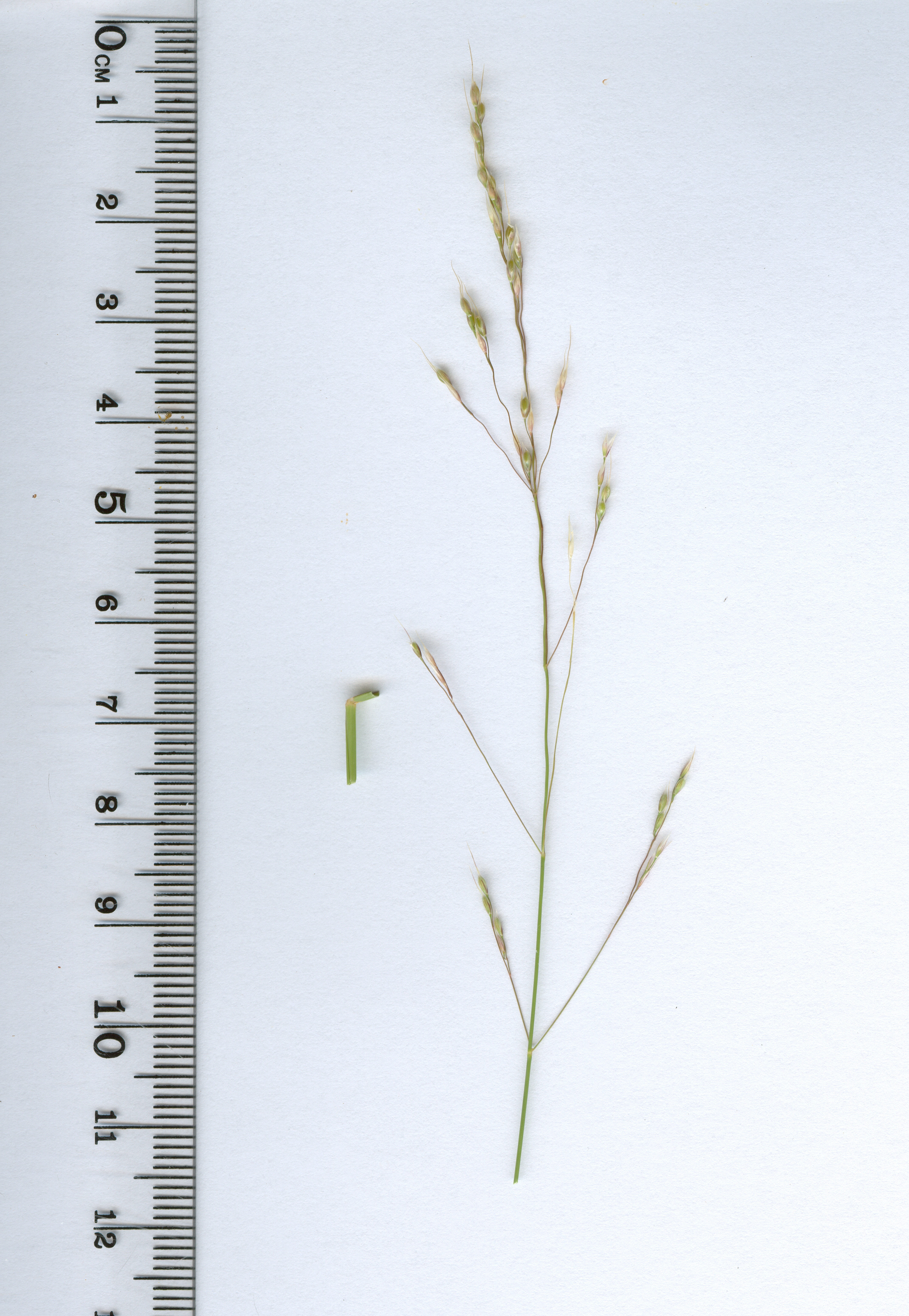 piptatherum paradoxum