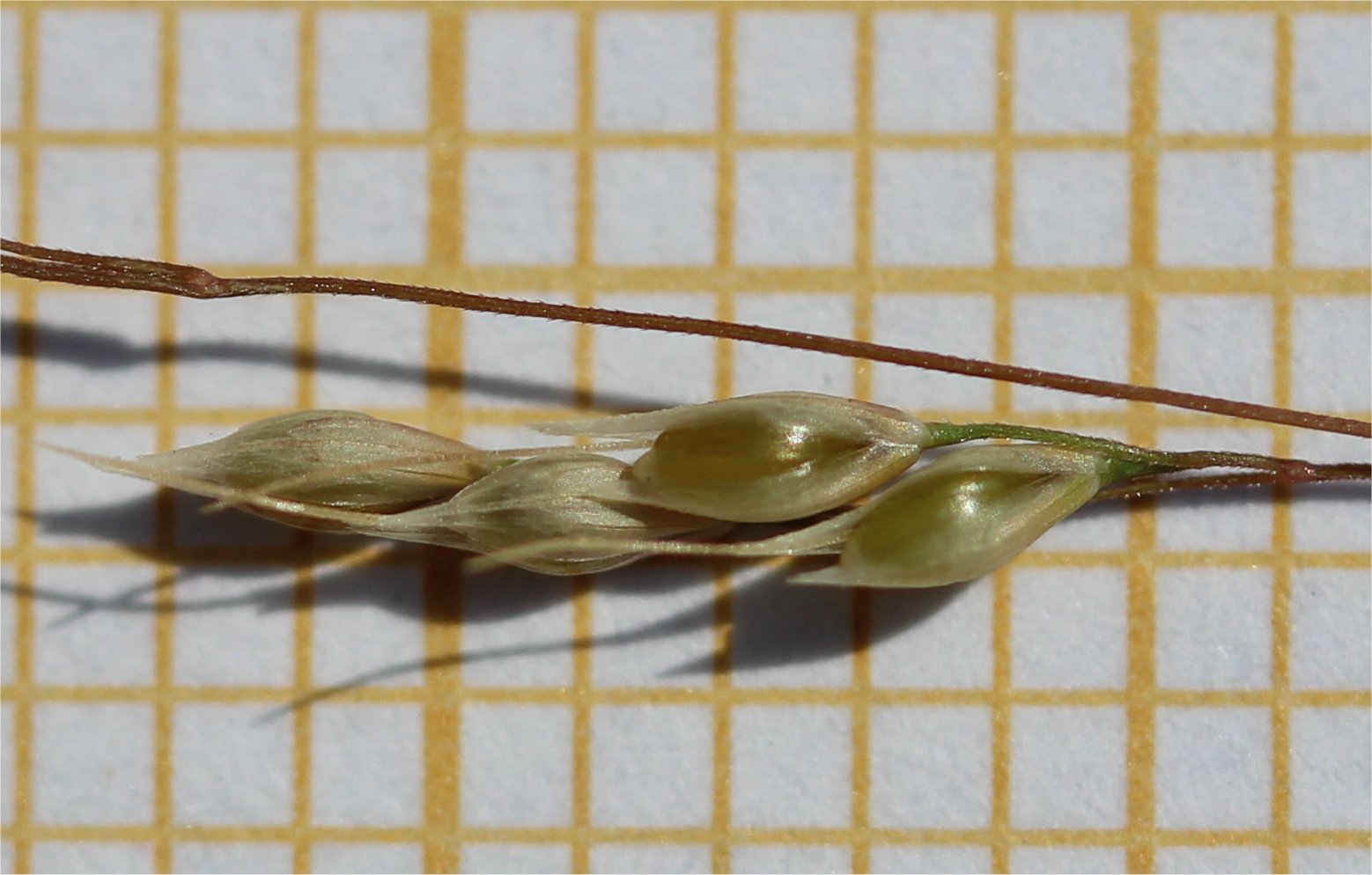 piptatherum paradoxum