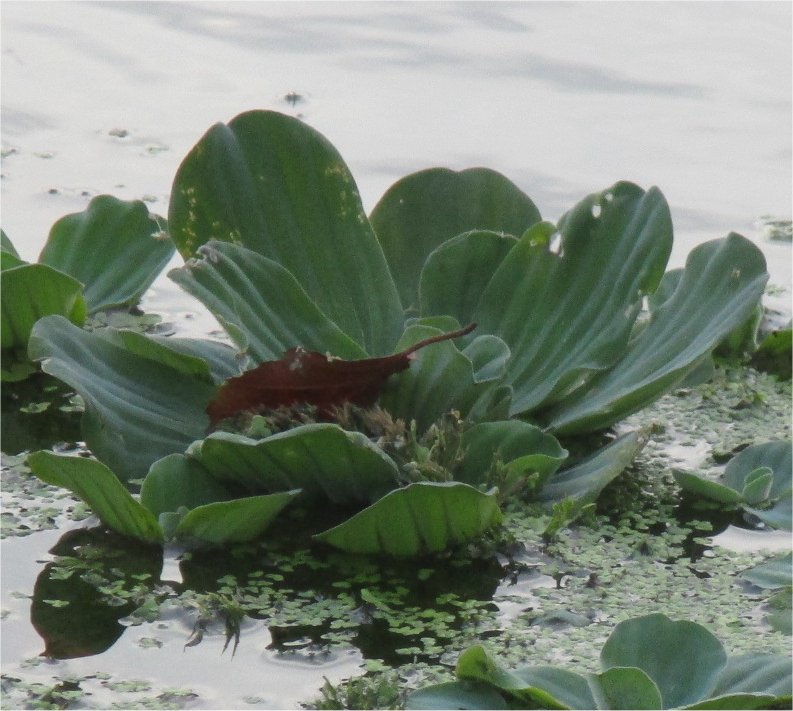 pistia-stratiotes