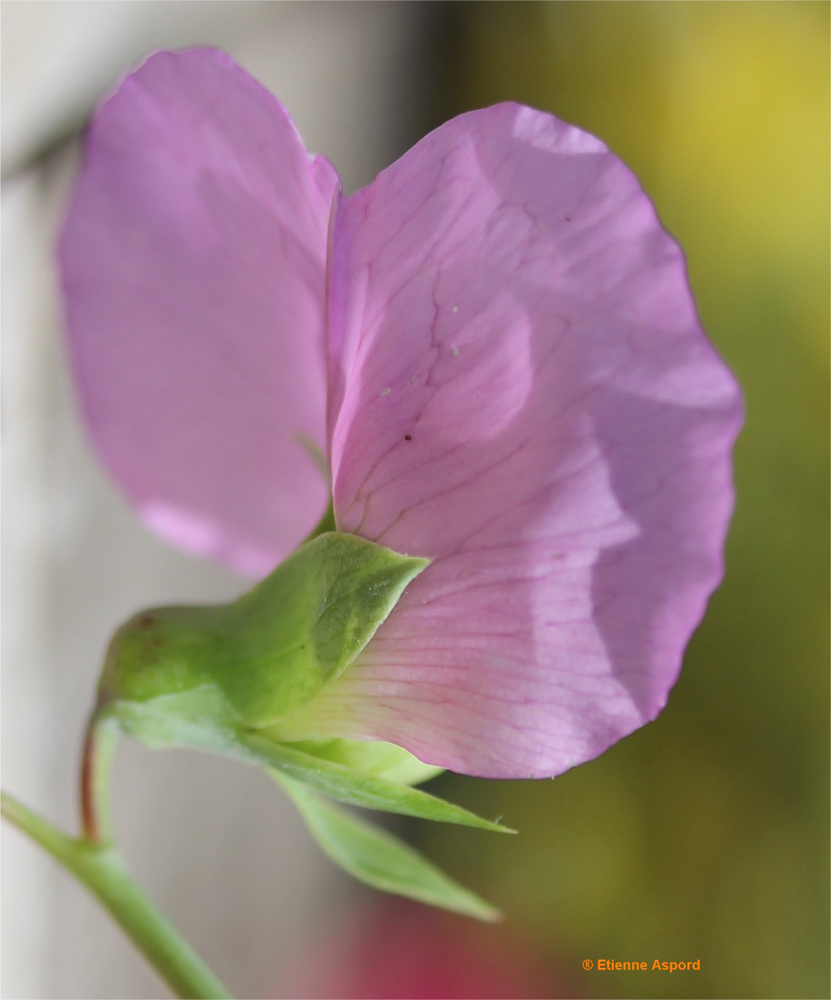 pisum sativum s biflorum