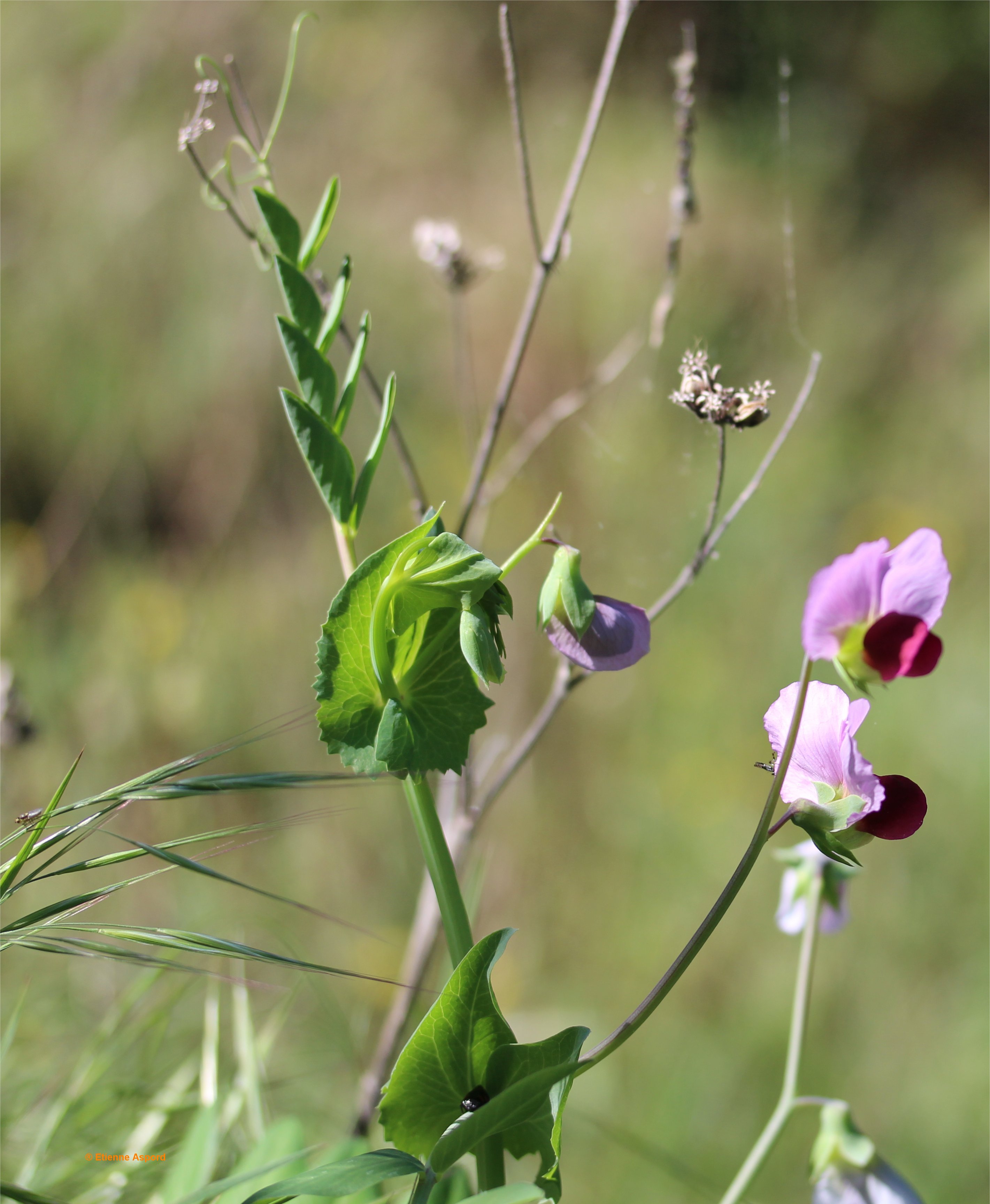 pisum sativum s biflorum
