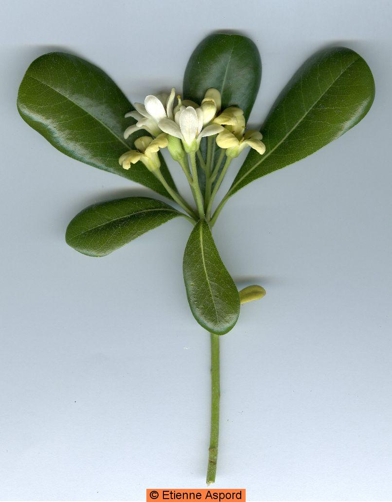 Pittosporum tobira