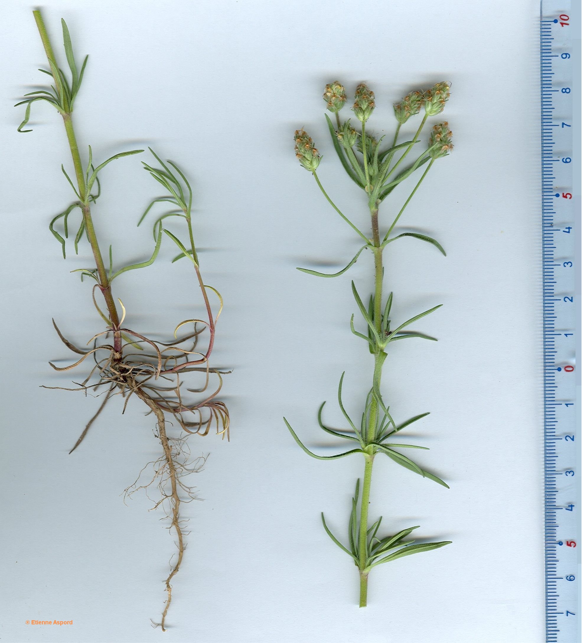 plantago afra