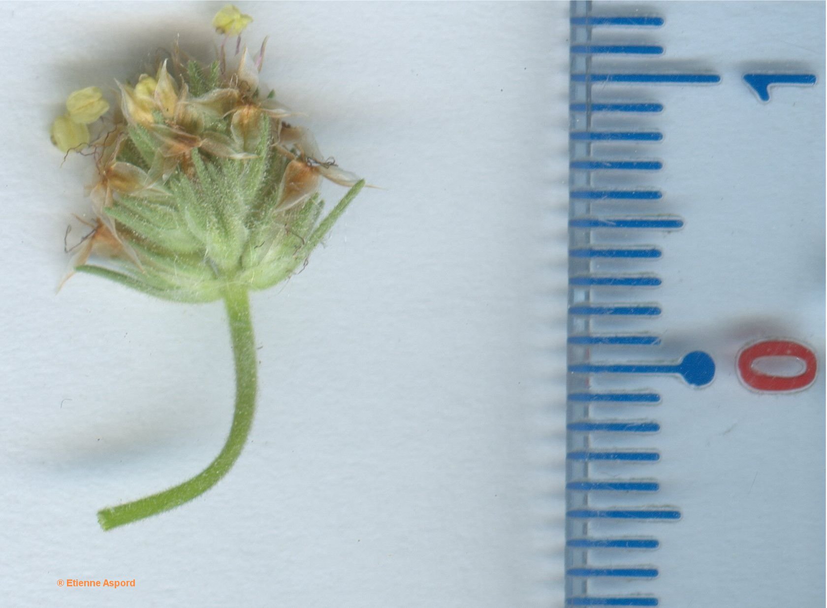 plantago afra