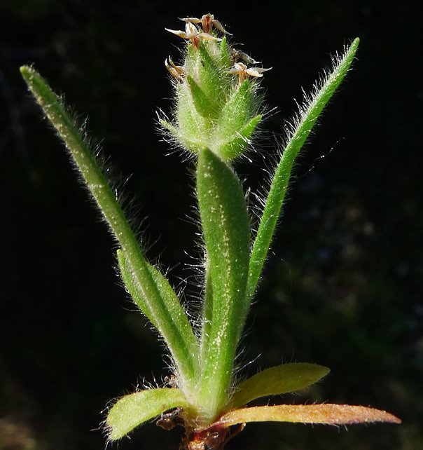 plantago bellardii