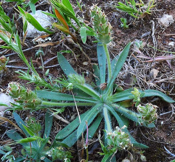 plantago bellardii