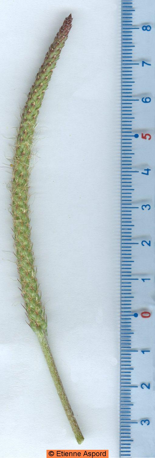 plantago coronopus