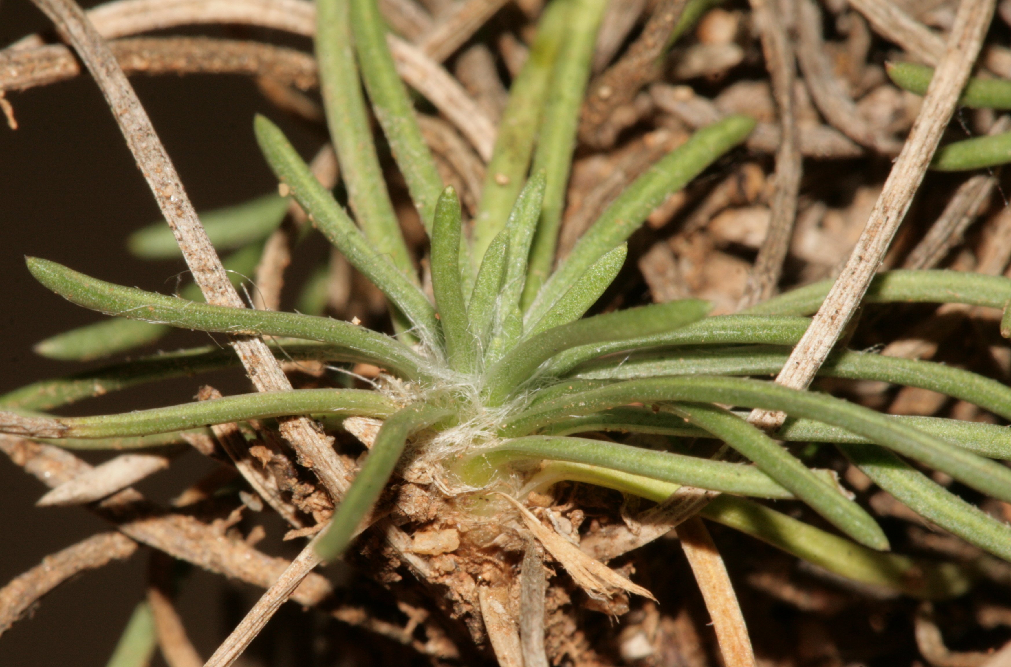 plantago holosteum