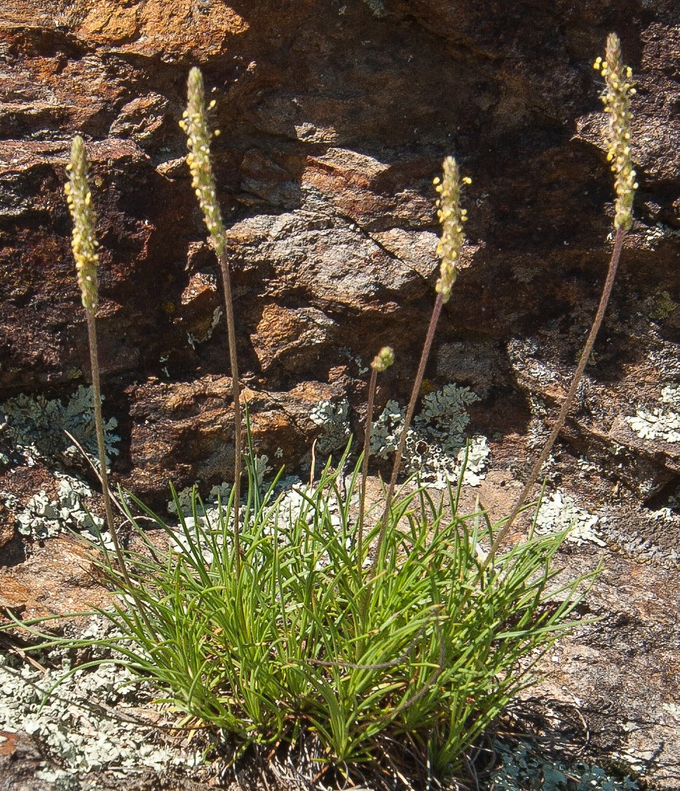 plantago holosteum