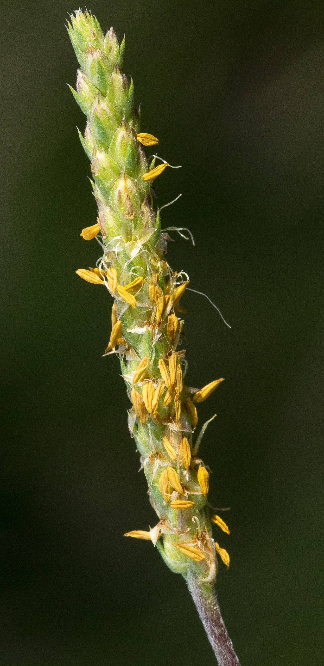 plantago holosteum