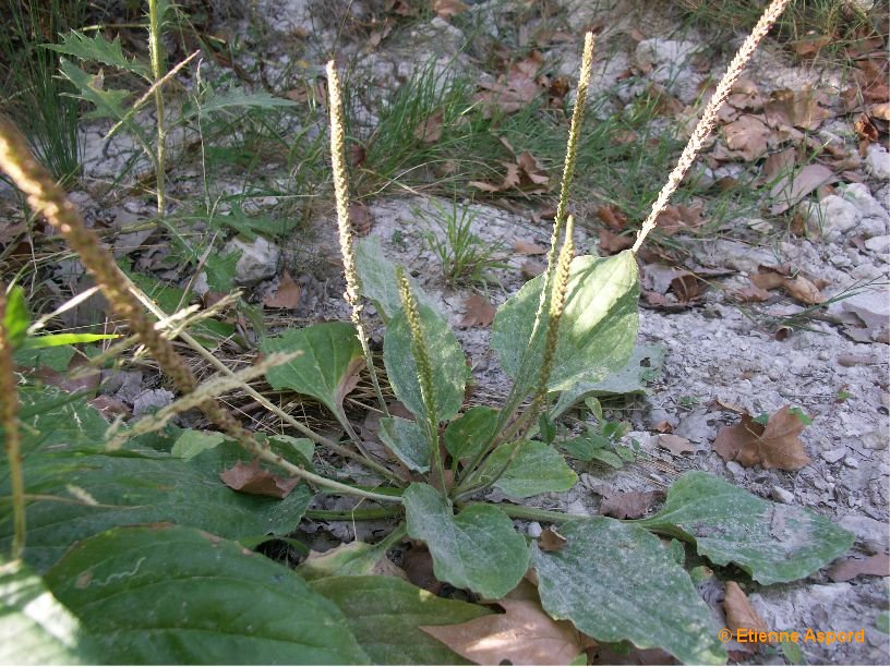 plantago major