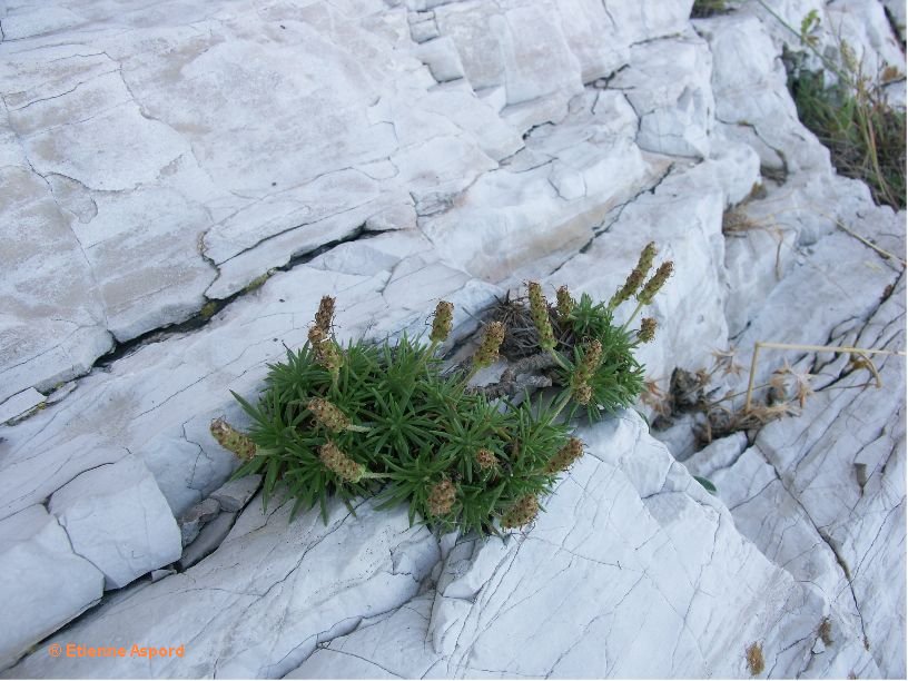 plantago subulata