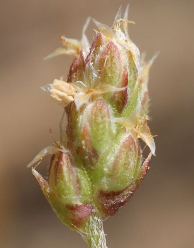 plantago weldenii