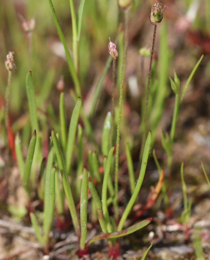 plantago weldenii