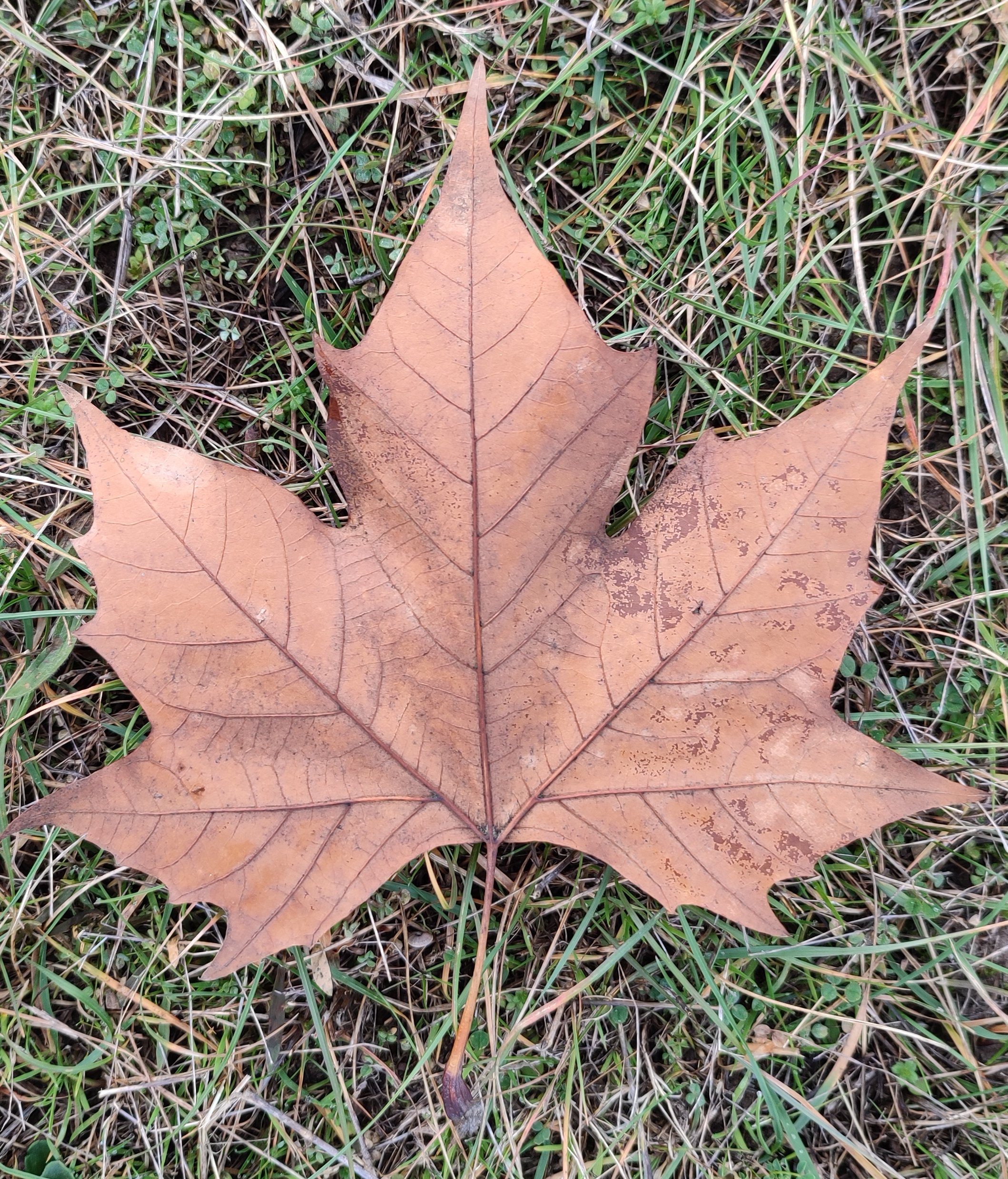 Platanus hispanica