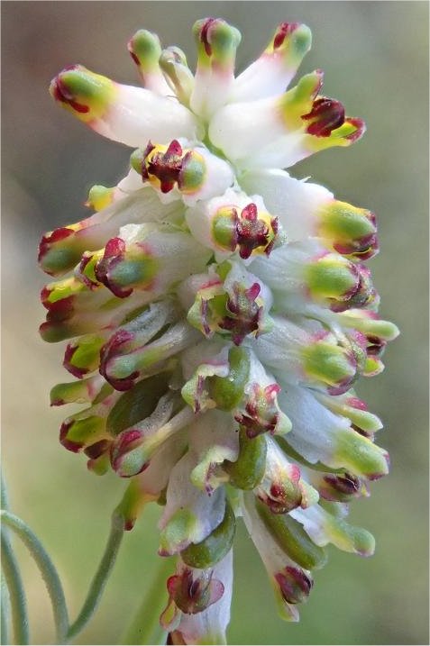 Platycapnos spicataplatycapnos spicata