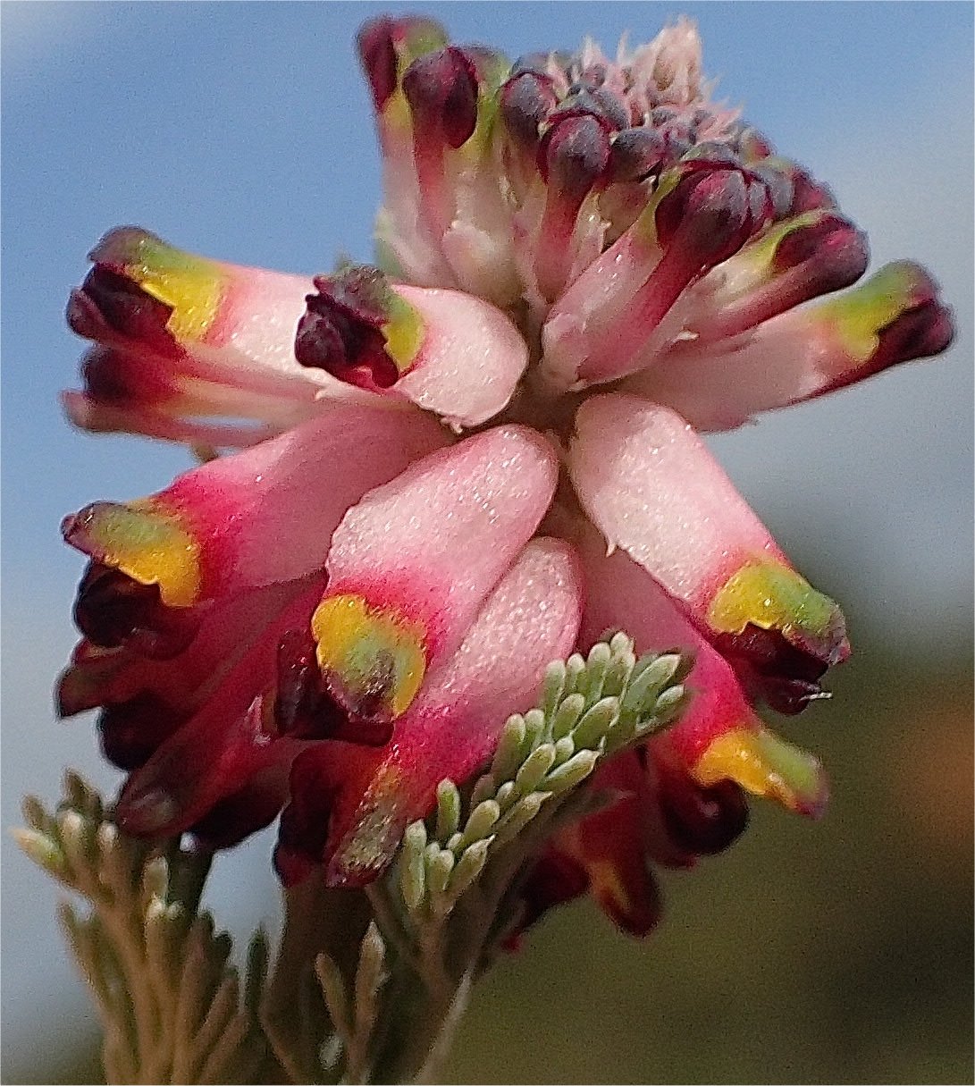 Platycapnos spicataplatycapnos spicata