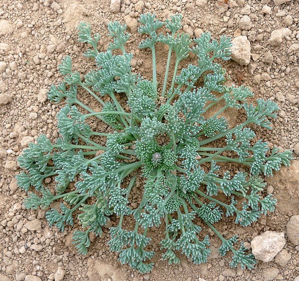 Platycapnos spicataplatycapnos spicata