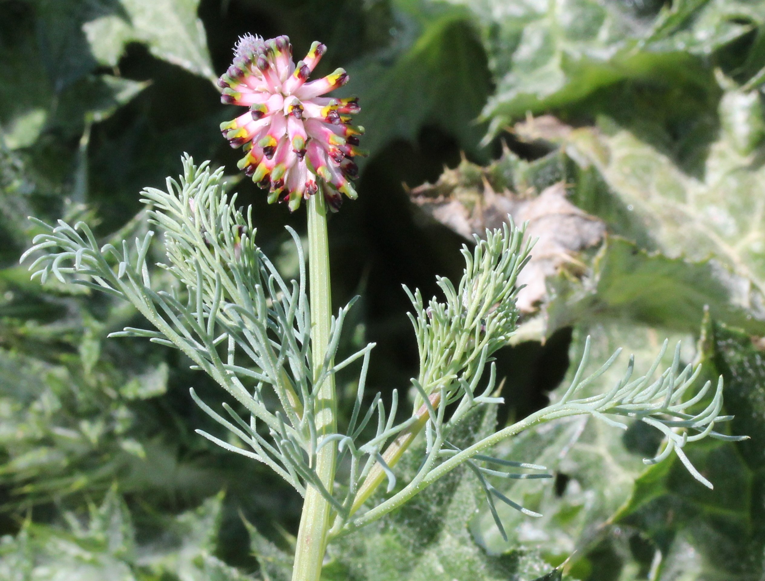 Platycapnos spicataplatycapnos spicata