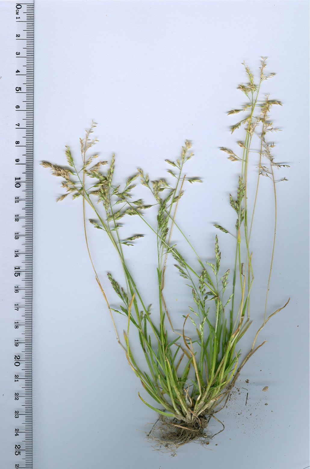 poa annua