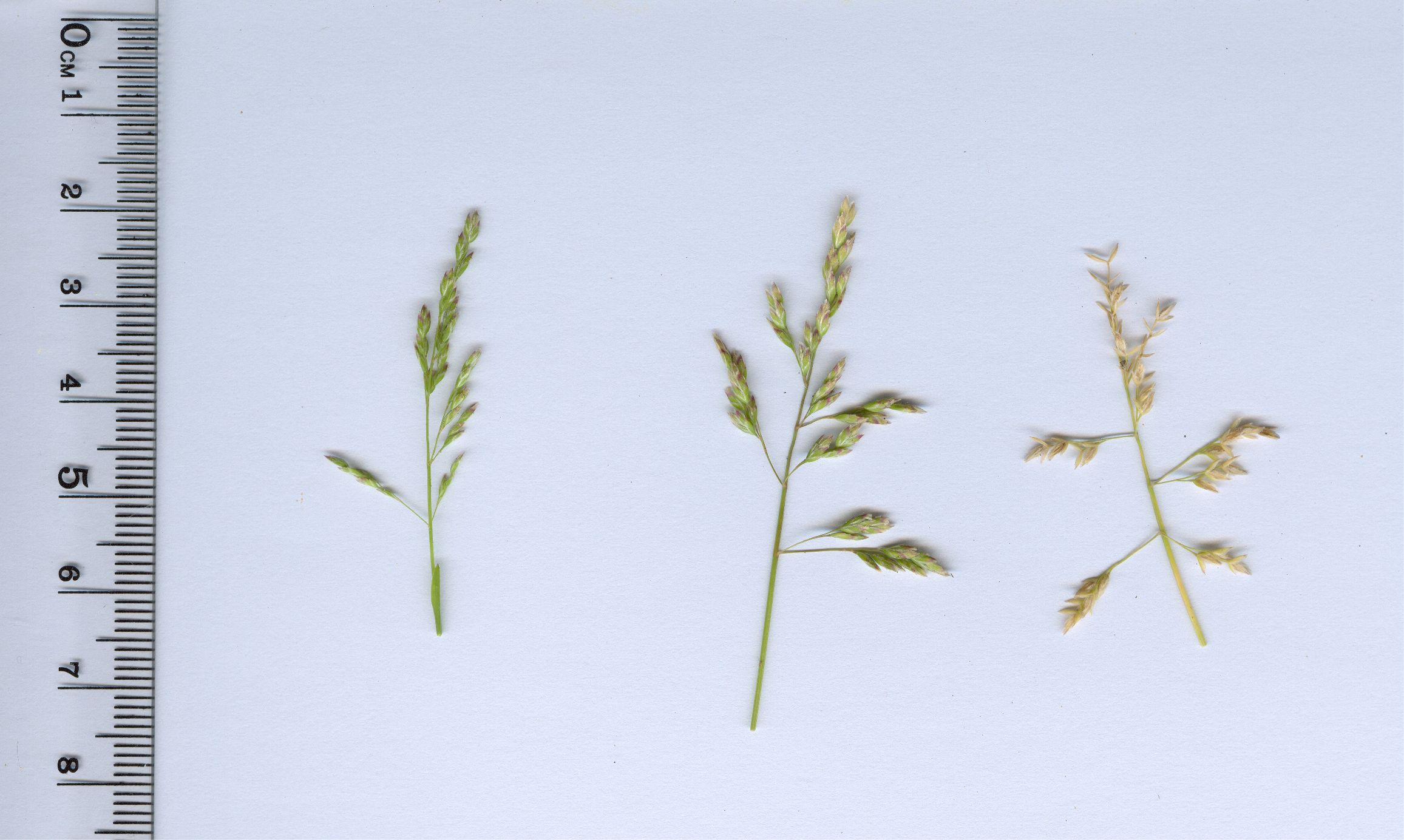 poa annua