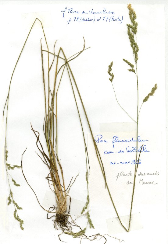 poa flaccidula