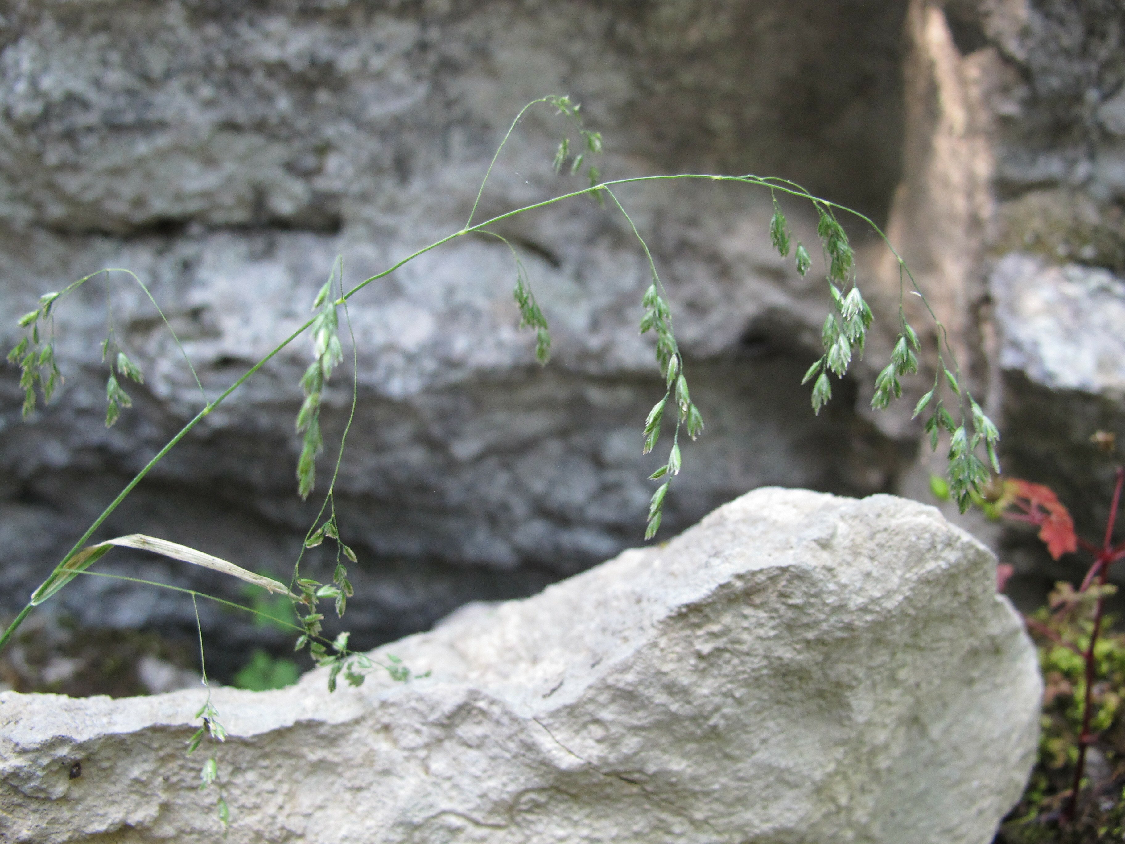 poa flaccidula