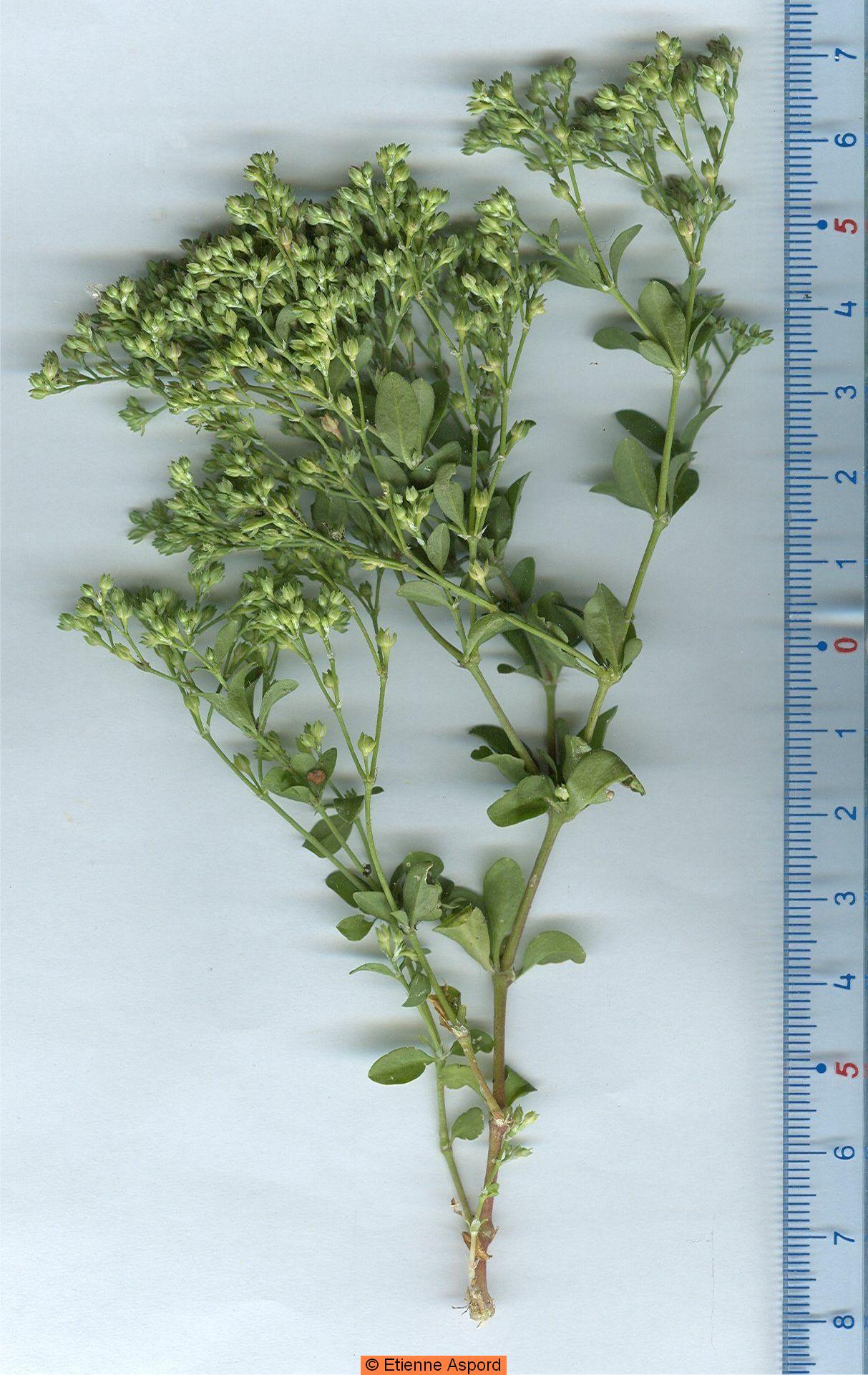 polycarpon tetraphyllum