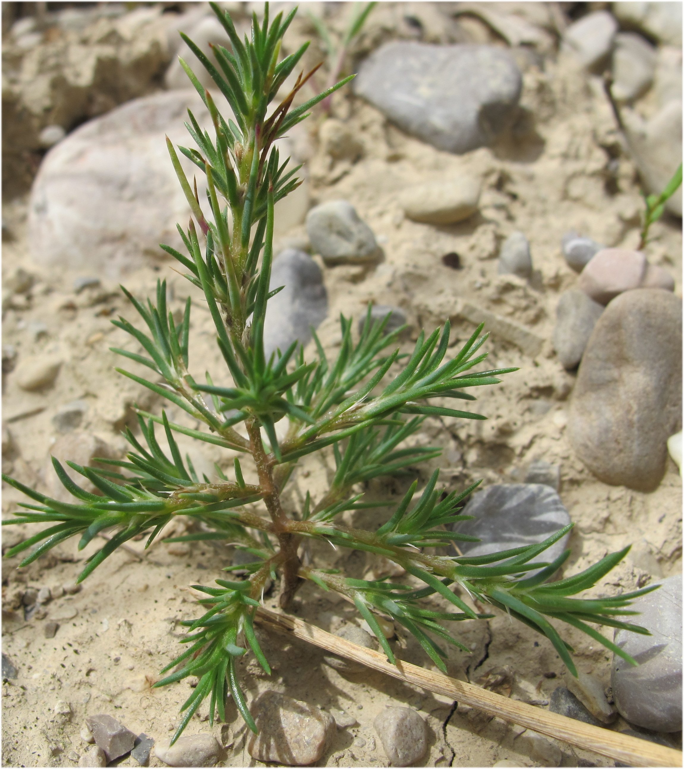 polycnemum majus