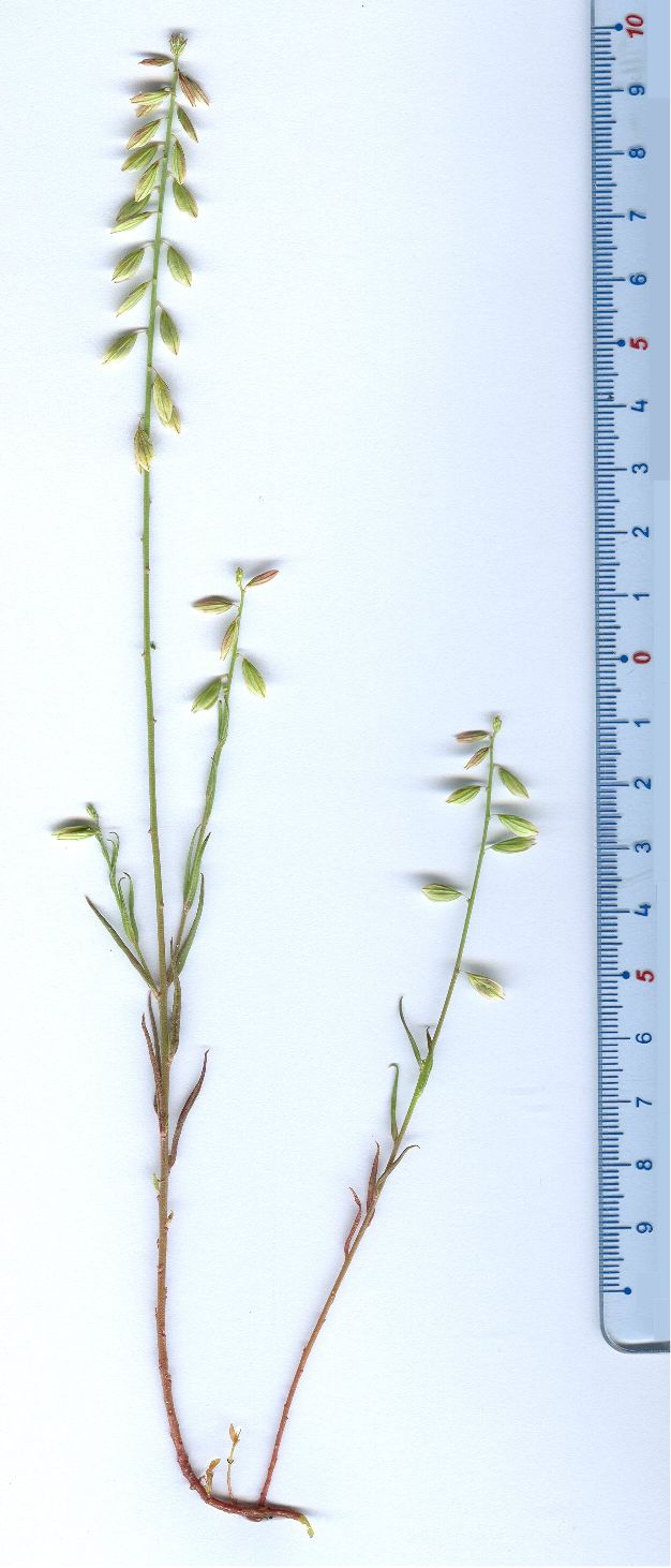 polygala-monspeliacapolygala monspeliaca