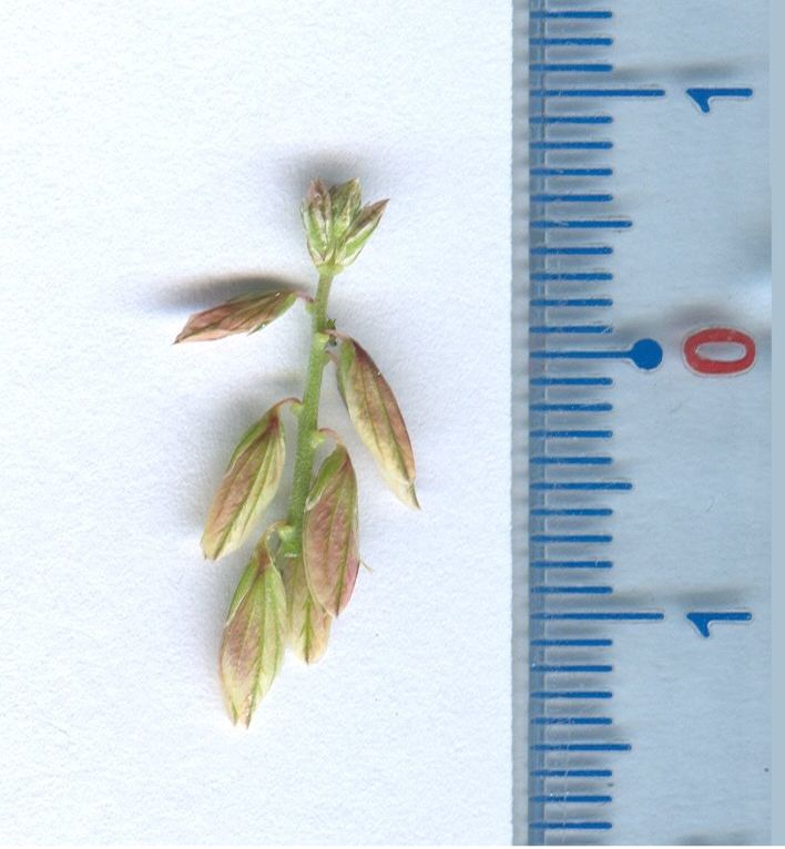 polygala-monspeliacapolygala monspeliaca