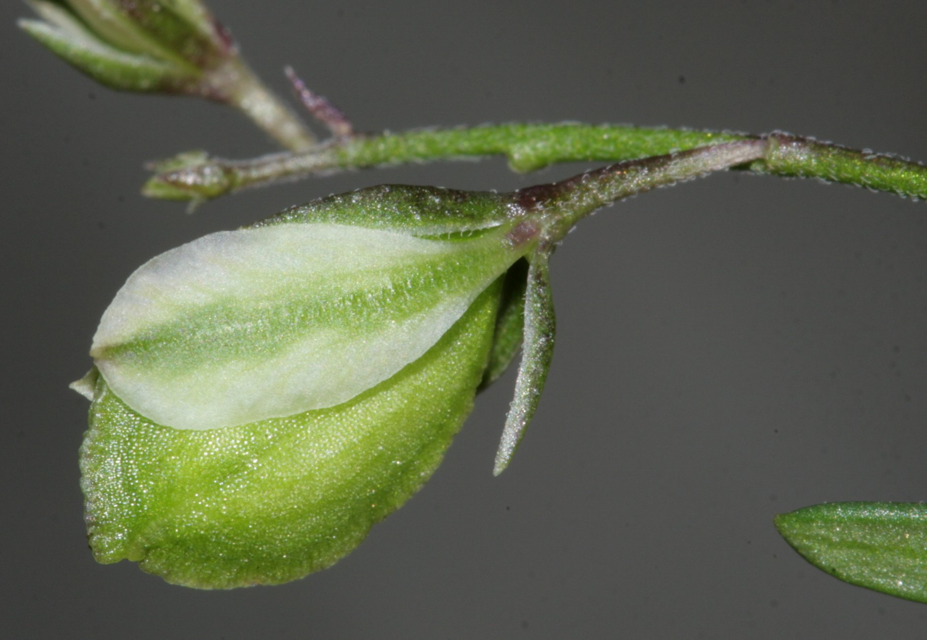polygala-rupestrispolygala rupestris