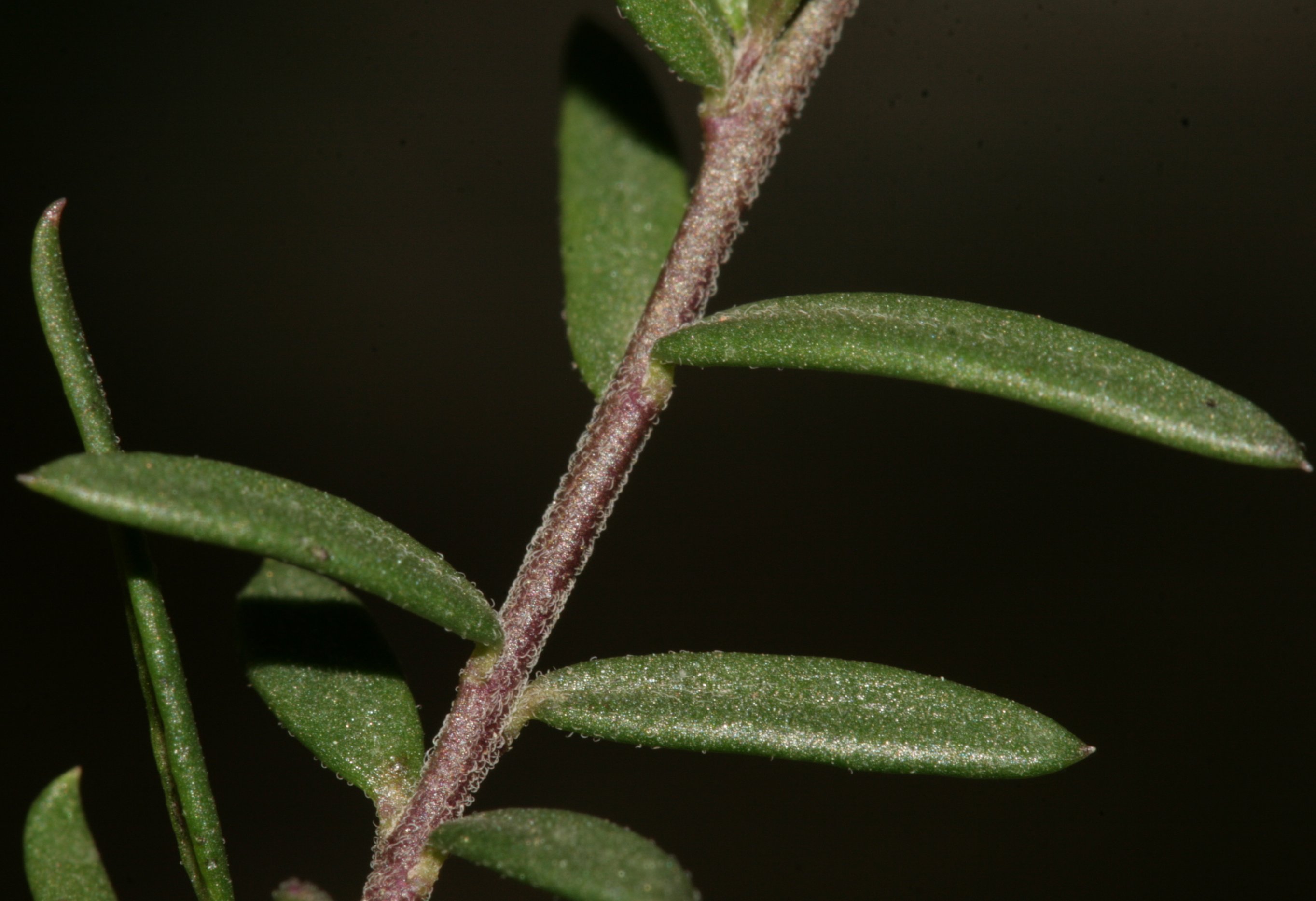 polygala-rupestrispolygala rupestris