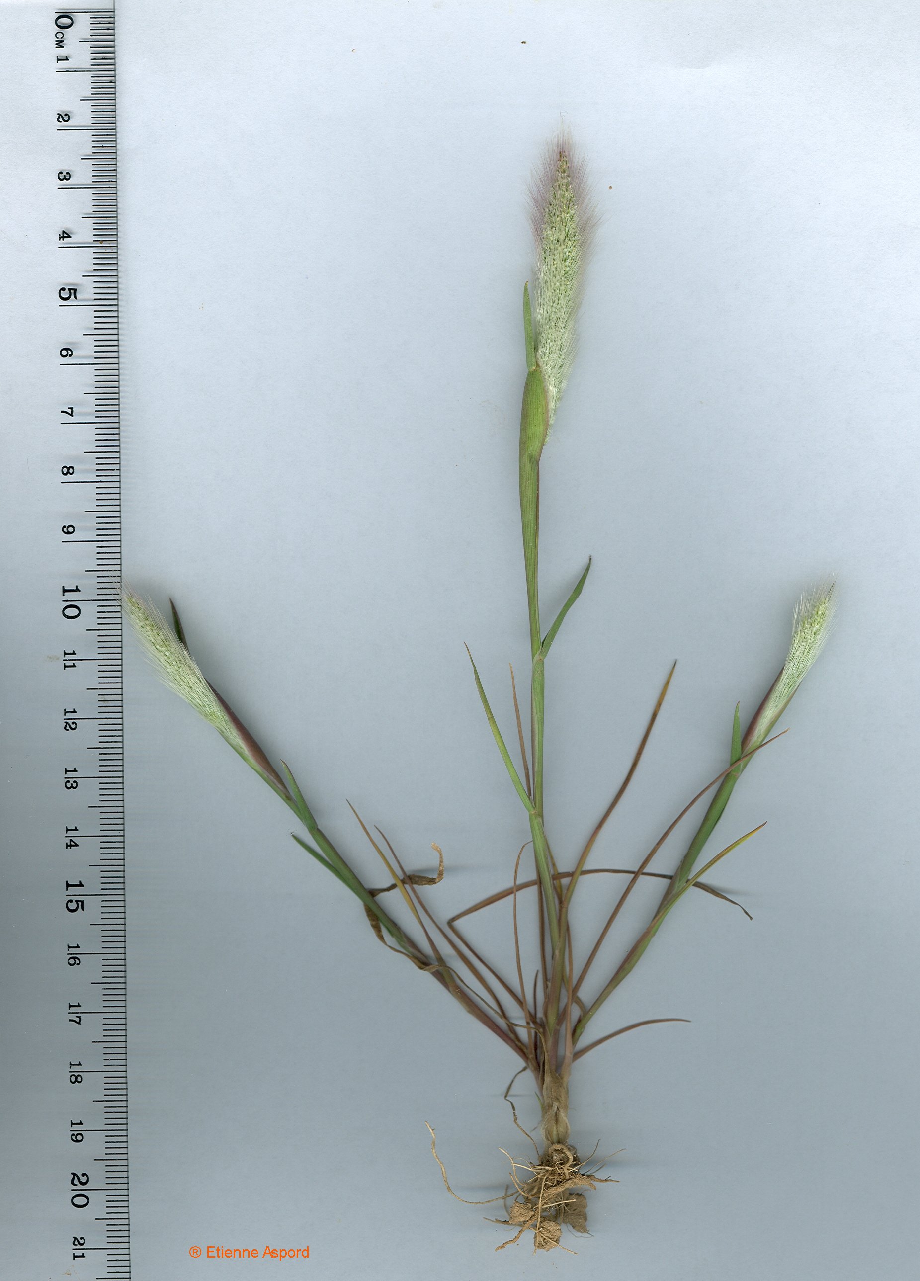 polypogon maritimus