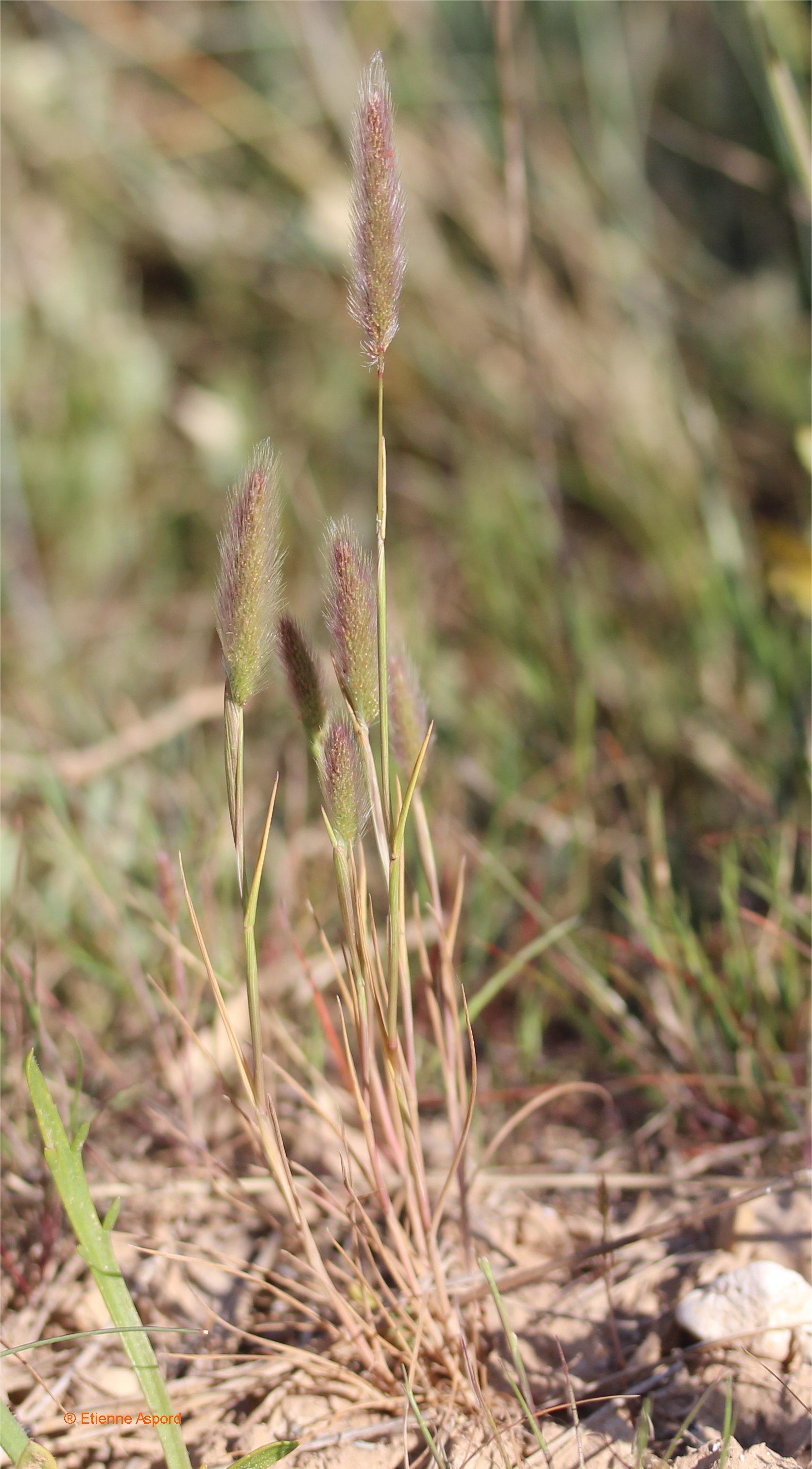 polypogon maritimus