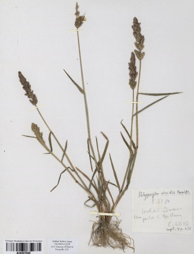 polypogon viridis
