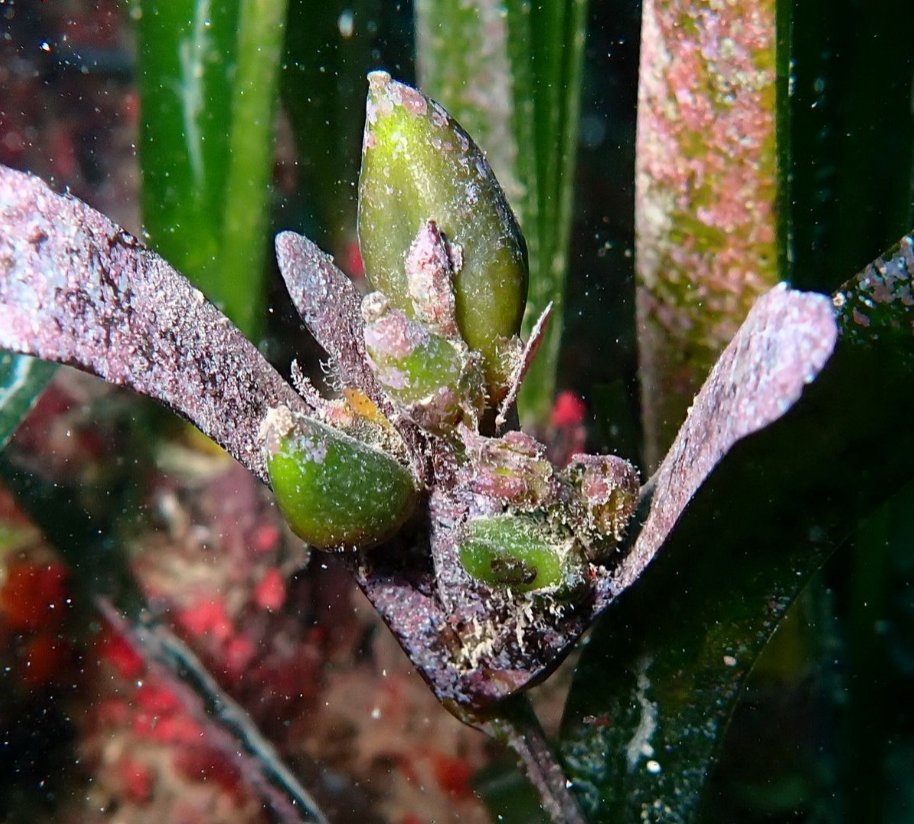 Posidonia oceanica